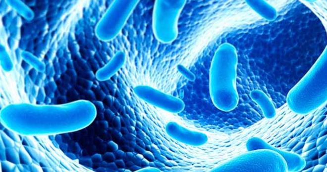 Las bacterias que benefician a tu cuerpo