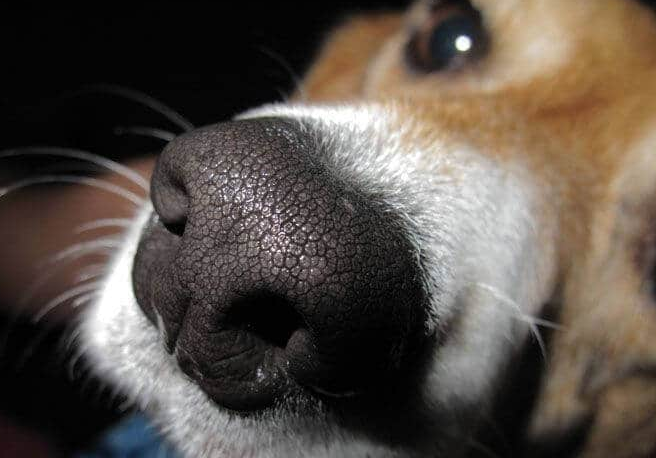 La nariz de los perros es húmeda por este curioso motivo