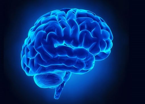 5 Curiosidades sobre el cerebro humano